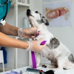 ¿Qué debe tener una clínica veterinaria?